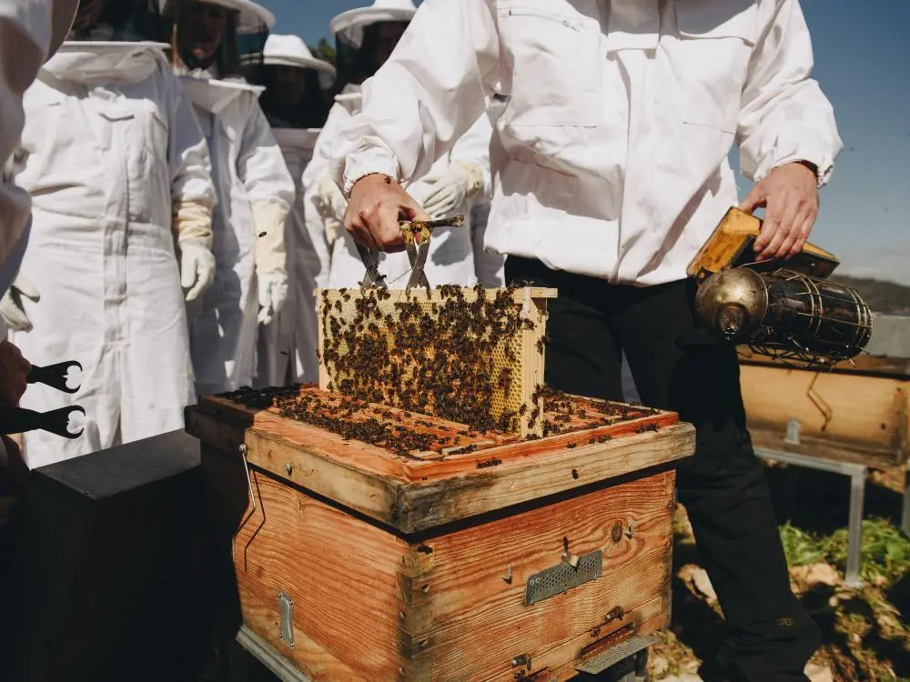 2 Bees