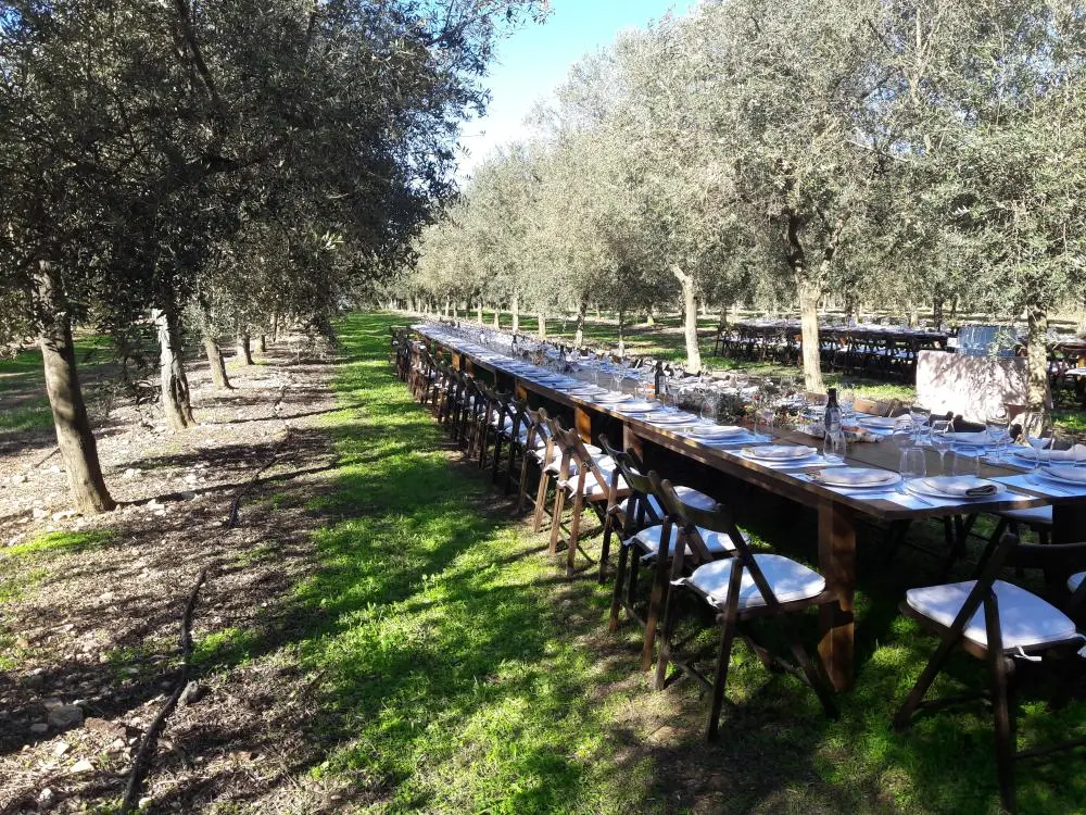 Olivenöl-Verkostung Mallorca