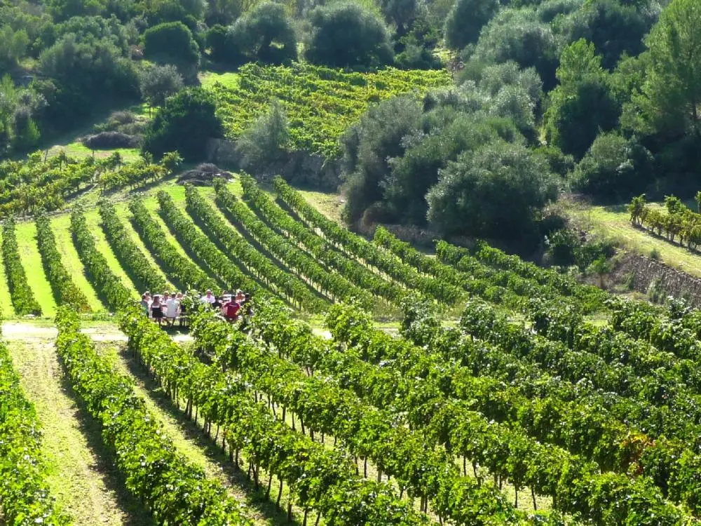 Weinprobe Reben
