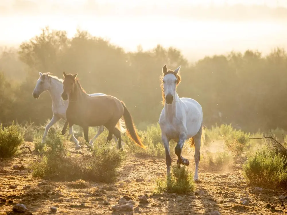 Reiten mit Guide